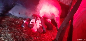 Vand scroafa cu purceii.