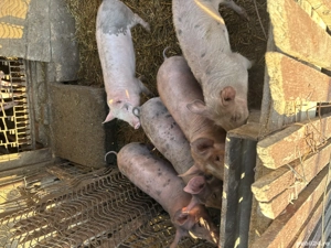 Vand porci ,650 lei buc - imagine 4