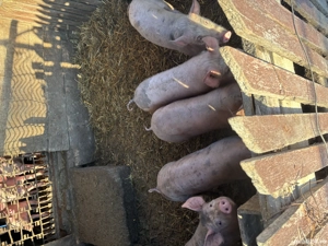 Vand porci ,650 lei buc - imagine 3