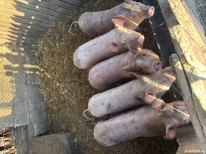 Vand porci ,650 lei buc
