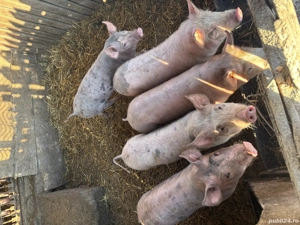 Vand porci ,650 lei buc - imagine 2