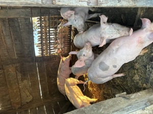 Vand porci ,650 lei buc - imagine 5