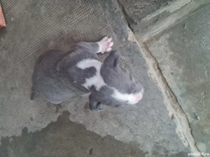 amstaff  pui - imagine 2