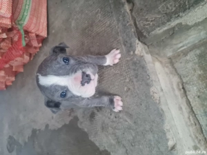 amstaff  pui - imagine 3