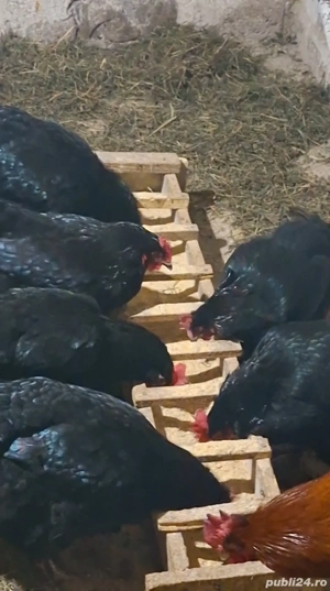 Marans oua de incubat