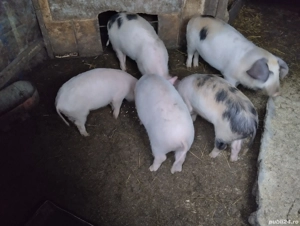 Așteptăm stăpân nou! Sat Rași. - imagine 2