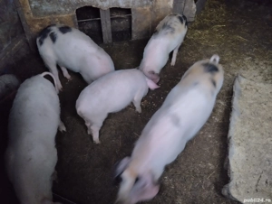 Așteptăm stăpân nou! Sat Rași. - imagine 3