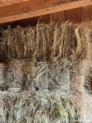 Baloți fân    18 lei