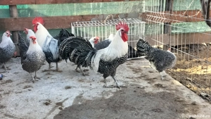 Vând ouă din rasa Brakel Argintiu  - imagine 5