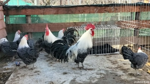 Vând ouă din rasa Brakel Argintiu  - imagine 2