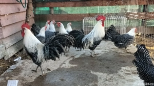 Vând ouă din rasa Brakel Argintiu  - imagine 4