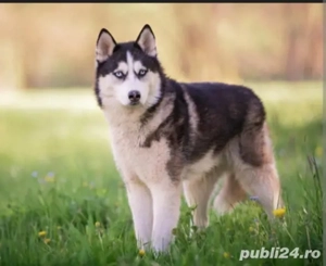 Haschi Siberian de vânzarea 