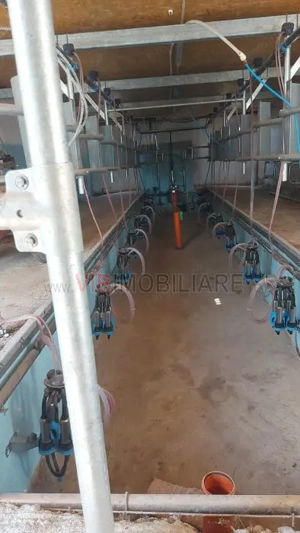 Ferma zootehnică funcțională, populată cu peste 200 capete bovine, aproape de Sânnicolau Mare - imagine 15