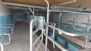 Ferma zootehnică funcțională, populată cu peste 200 capete bovine, aproape de Sânnicolau Mare - imagine 5