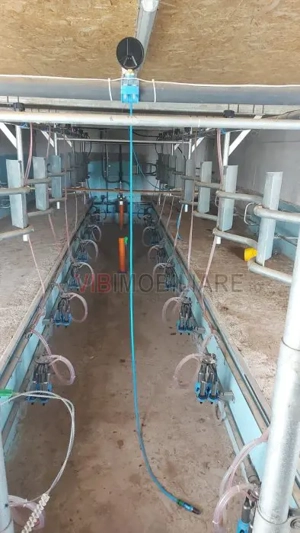 Ferma zootehnică funcțională, populată cu peste 200 capete bovine, aproape de Sânnicolau Mare - imagine 6