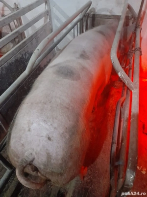 Vând scroafe cu purcei  - imagine 5