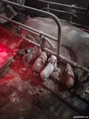 Vând scroafe cu purcei  - imagine 3