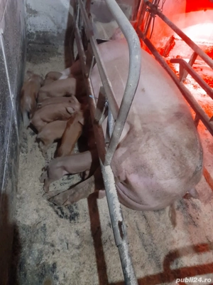 Vând scroafe cu purcei  - imagine 2