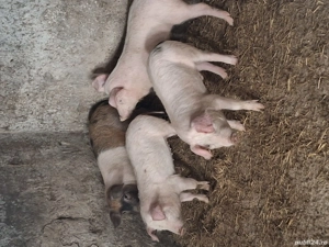 Vănd godinas la 40 kg pentu mai multe detali sunați la nr de telefon   - imagine 3