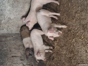 Vănd godinas la 40 kg pentu mai multe detali sunați la nr de telefon   - imagine 2