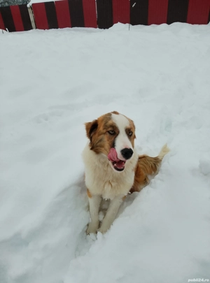 vând catel - imagine 2