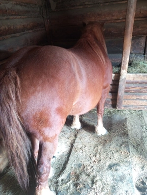 Vând Iapă foarte cuminte  - imagine 2