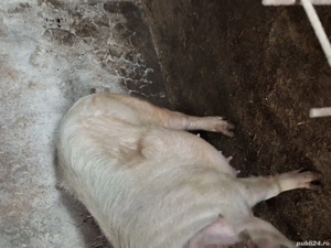 Vănd scroafă gestantă montată 20 Octombrie - imagine 3