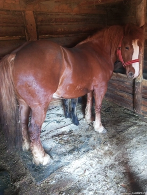 Vând Iapă foarte cuminte  - imagine 3