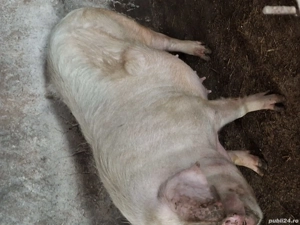 Vănd scroafă gestantă montată 20 Octombrie - imagine 2