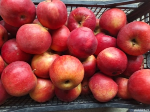  Vand mere idared si florina - imagine 2