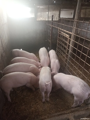 De vânzare Purcei  - imagine 3