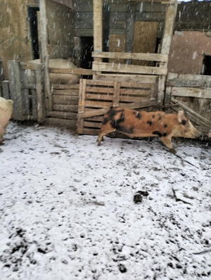 Porci grasi - imagine 2