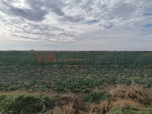 Ferma Agricolă 1.350 Hectare – Grad de Comasare 96–97%, Chișineu Criș, Județul Arad - imagine 6