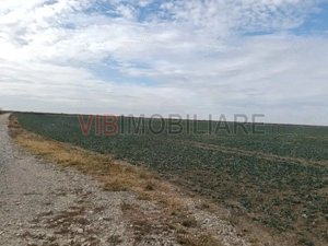 Ferma Agricolă 1.350 Hectare – Grad de Comasare 96–97%, Chișineu Criș, Județul Arad - imagine 2