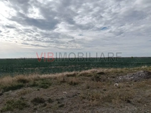 Ferma Agricolă 1.350 Hectare – Grad de Comasare 96–97%, Chișineu Criș, Județul Arad - imagine 8