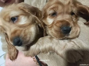 De vanzare (rimasi 2 puiuti un baiatul si o fetita)