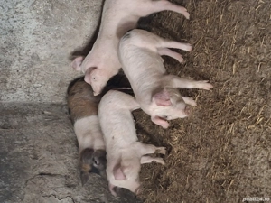 Vănd godinas la 40 kg pentu mai multe detali sunați la nr de telefon   - imagine 4