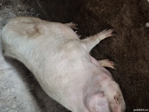 Vănd scroafă gestantă montată 20 Octombrie