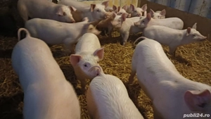 Disponibili - imagine 3