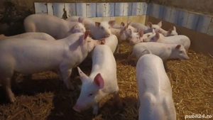 Disponibili - imagine 2