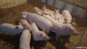 Disponibili - imagine 4