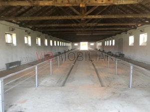 Ferma complet utilată – 30 ha teren comasat cu 11.500mp grajduri renovate Timiș – Comuna Biled - imagine 13