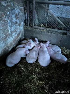 Vând purcei 7 săptămâni - imagine 2