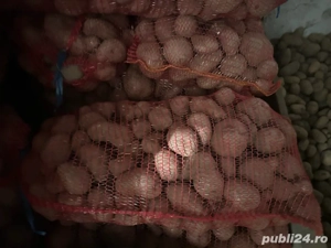 cartofi rosii de consum 