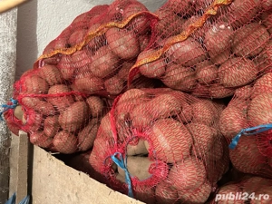 cartofi rosii de consum 