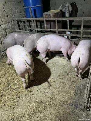 Scrofite bune pentru reproductie - imagine 4