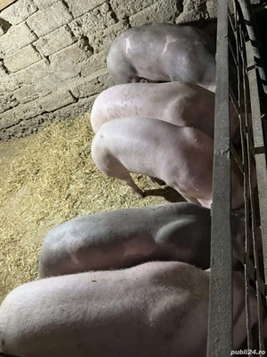 Scrofite bune pentru reproductie - imagine 2