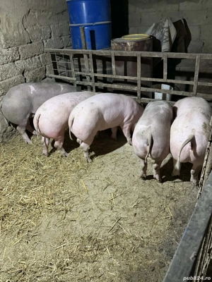 Scrofite bune pentru reproductie