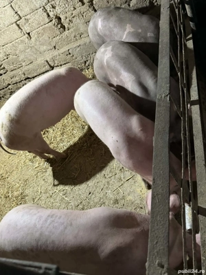 Scrofite bune pentru reproductie - imagine 3