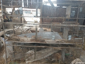 cușcă iepuri 9 boxe  - imagine 5